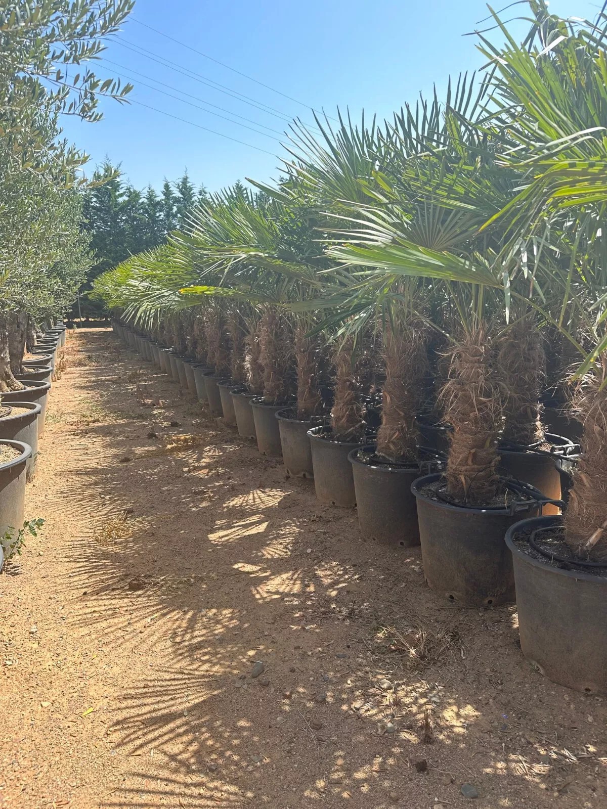 Palme Höhe 160CM Trachycarpus fortunei Winterhart-19 GRAD Top Premium Qualität 1