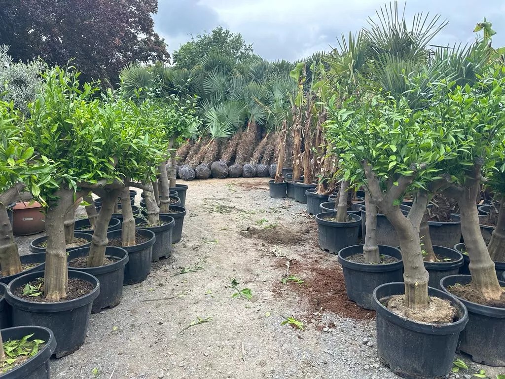Zitronenbaum 30/40 Citrus Lemon H:180 cm sehr gute Qualität aus Griechenland