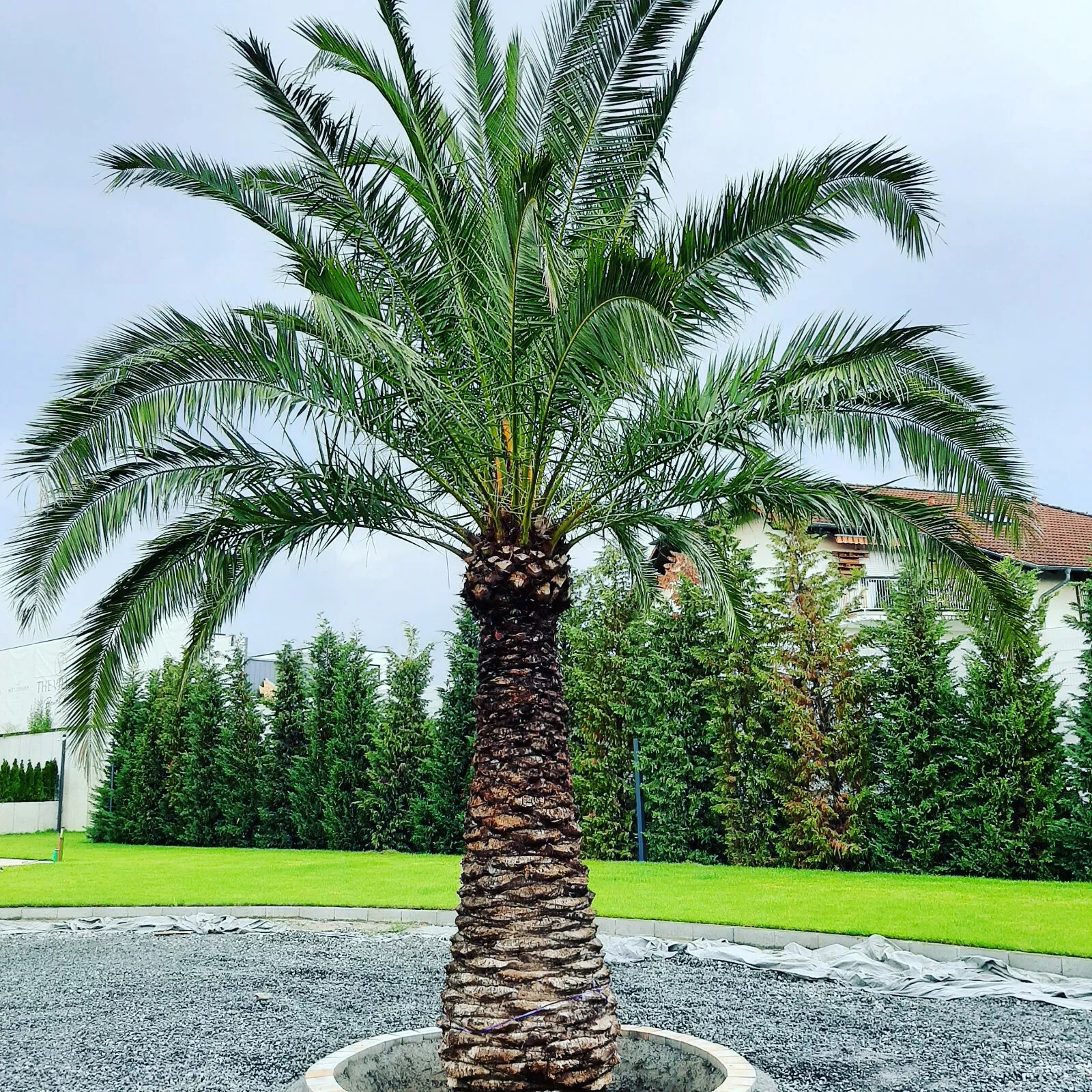 Palme Phoenix Canariensis HÖHE 8 Meter Winterhart -12 Grad Spitzen Qualität
