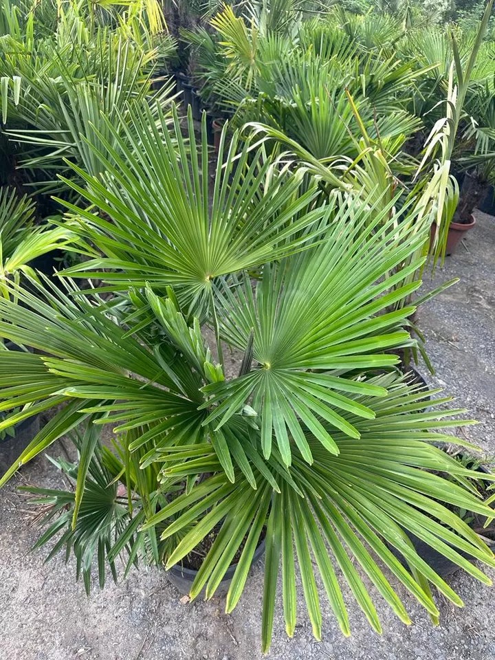 PALME TRACHYCARPUS FORTUNEI HÖHE 160CM WINTERHART -19 GRAD Doppelstämmig