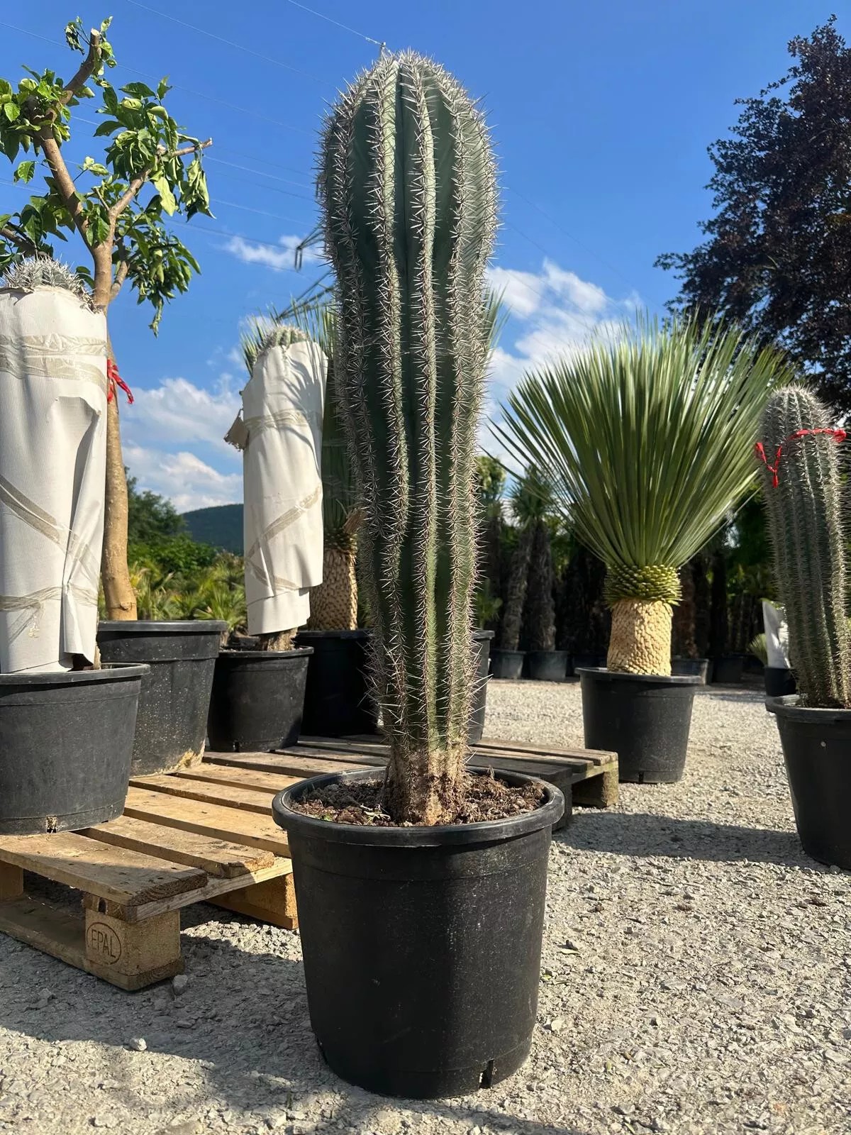 Cactus - "Pachycereus Pringley" 100cm Höhe Sehr Schöner Kaktus Winterhart