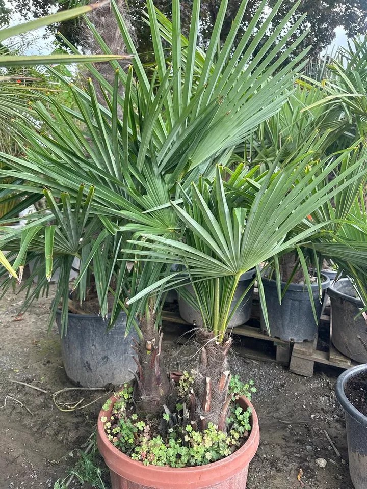 PALME TRACHYCARPUS FORTUNEI HÖHE 160CM WINTERHART -19 GRAD Doppelstämmig