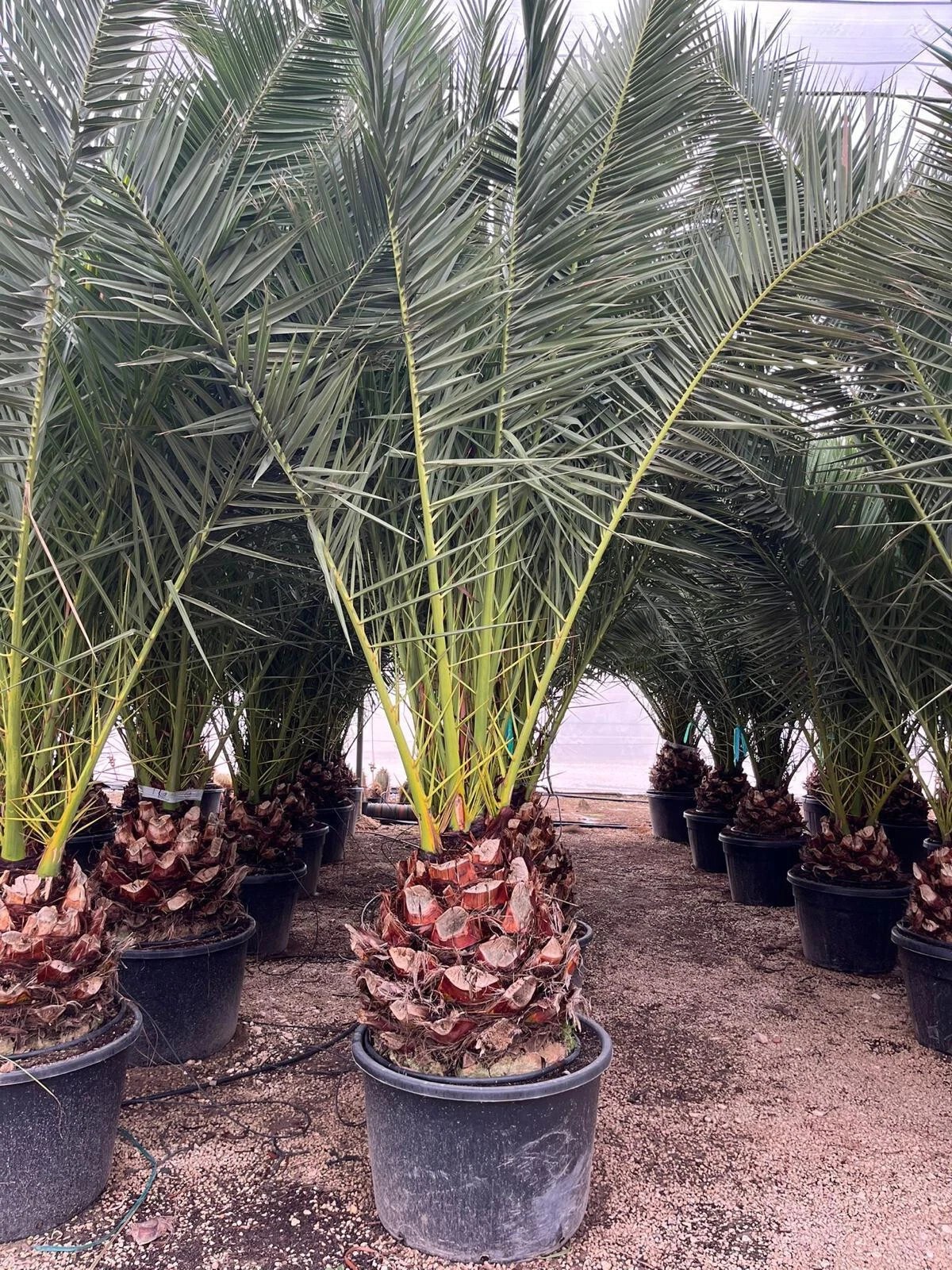 Phoenix Canariensis 300cm HÖHE Winterhart -12 Grad Spitzen Qualität