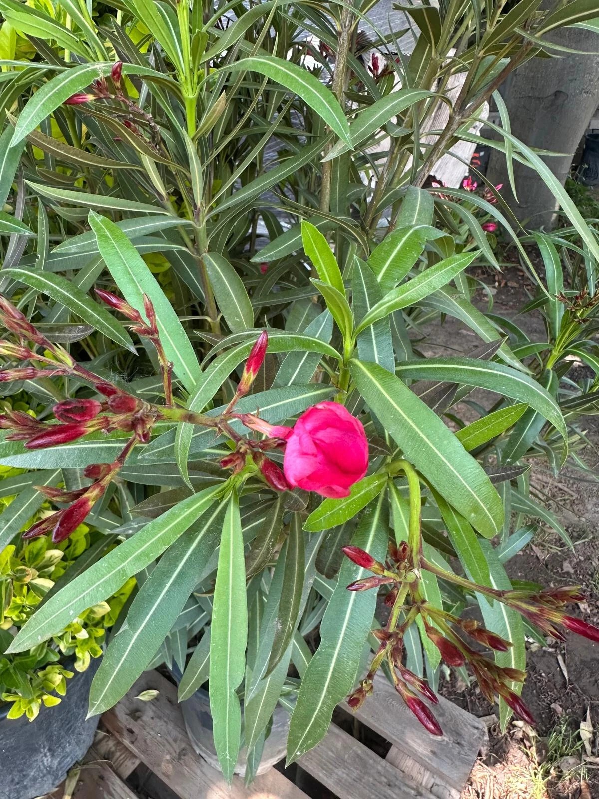 XXXL Nerium Oleander 180 cm Weiß Sehr gute Qualität aus Spanien