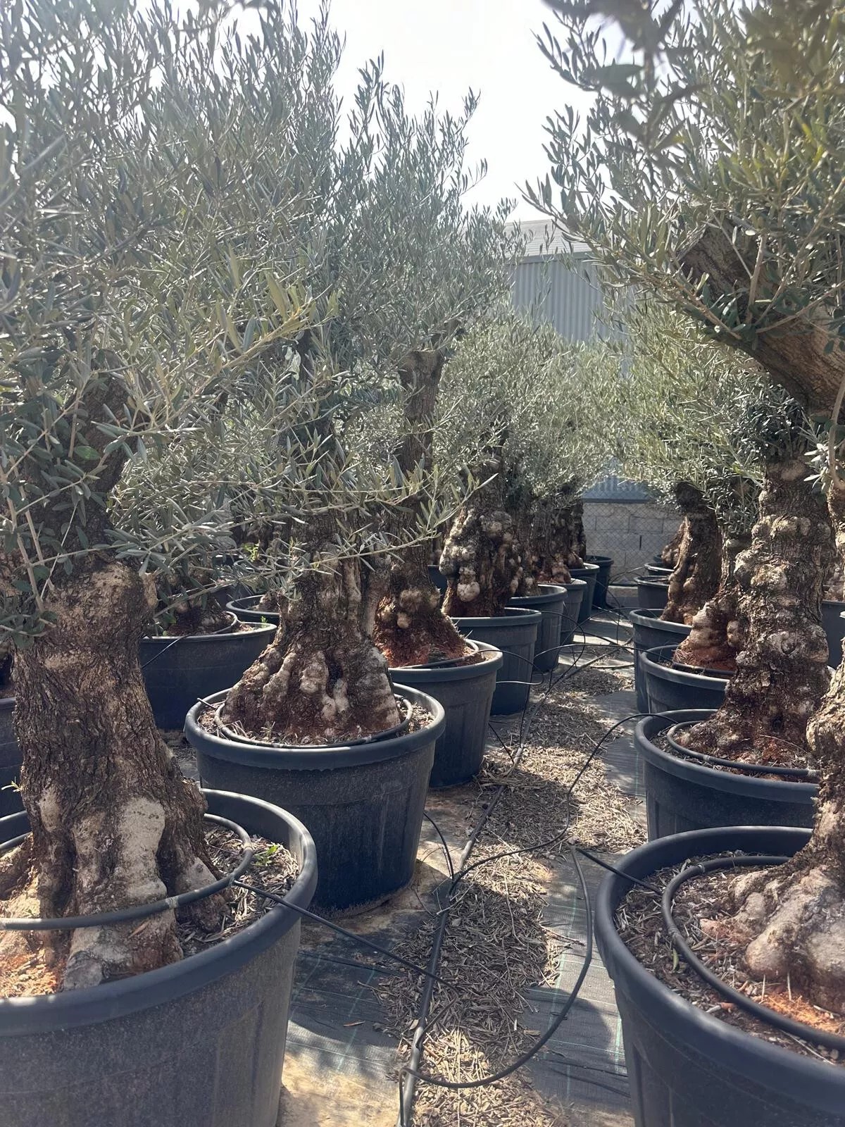 Olivenbaum XXL 100 Jahre Alter schöner knorriger Stamm Olea Europaea Must Have!