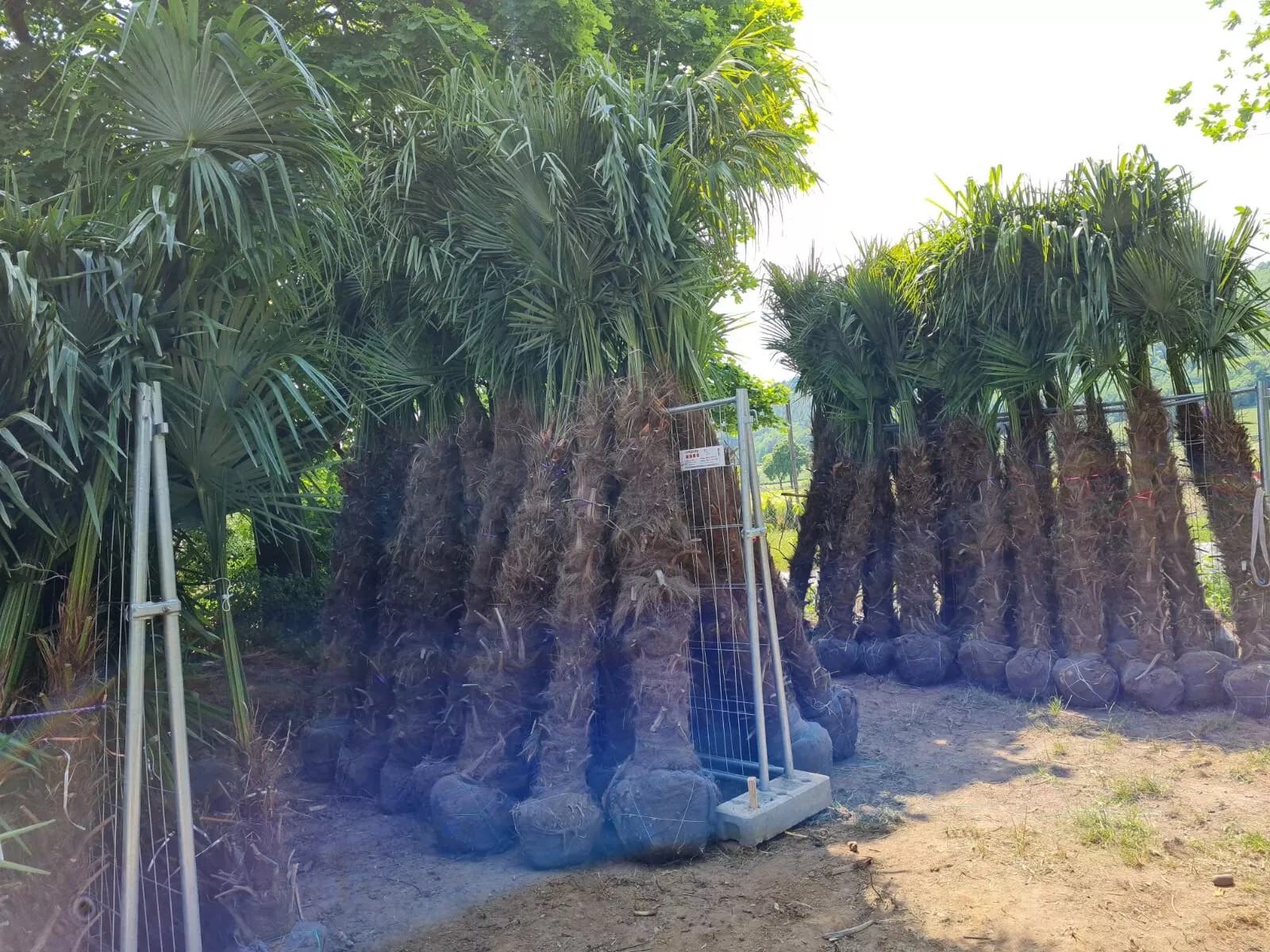 TRACHYCARPUS FORTUNEI HÖHE 300CM WINTERHART -19 GRAD Top Qualität 2025