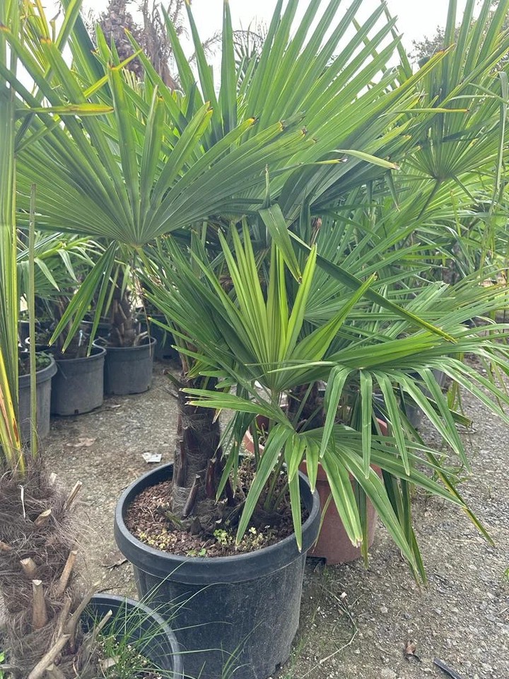 PALME TRACHYCARPUS FORTUNEI HÖHE 160CM WINTERHART -19 GRAD Doppelstämmig