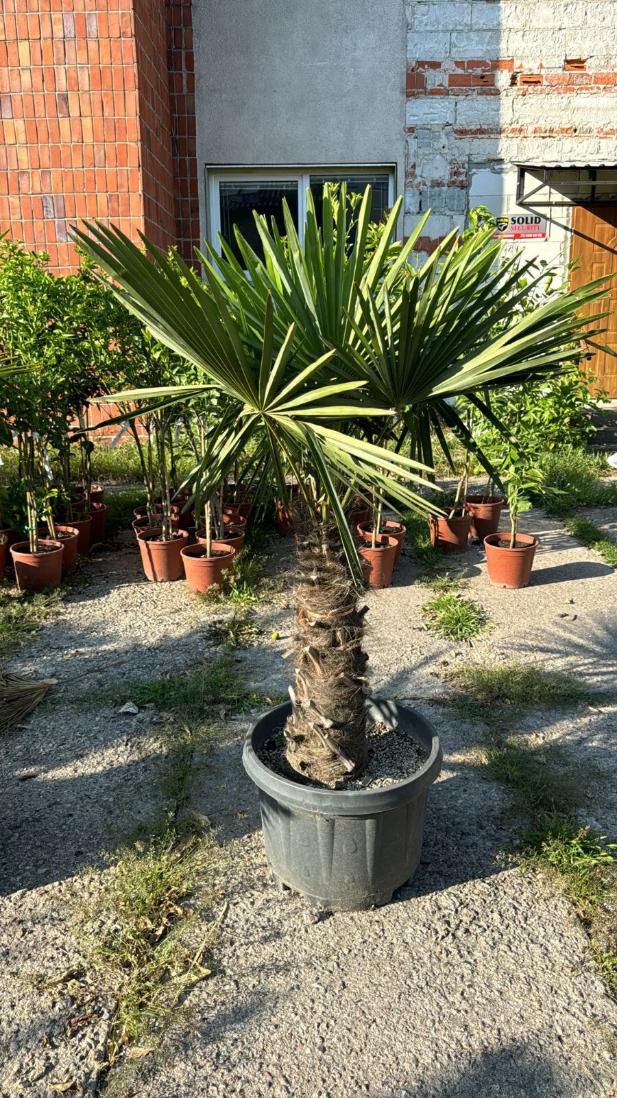 Palme Höhe 160CM Trachycarpus fortunei Winterhart-19 GRAD Top Premium Qualität 1