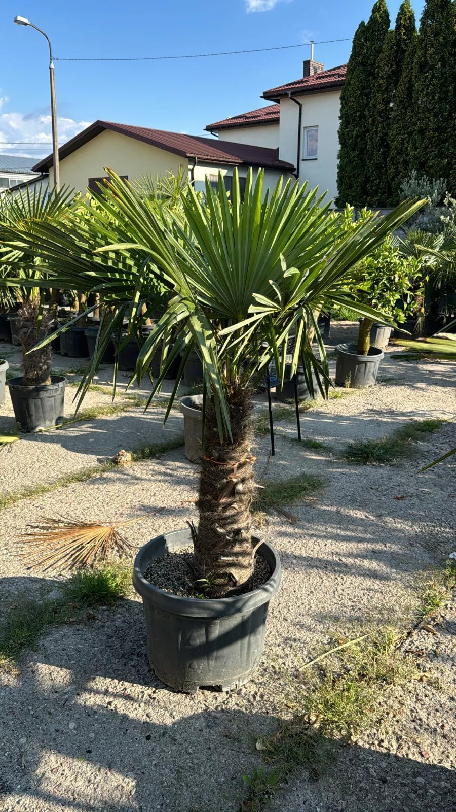 Palme Höhe 160CM Trachycarpus fortunei Winterhart-19 GRAD Top Premium Qualität 1