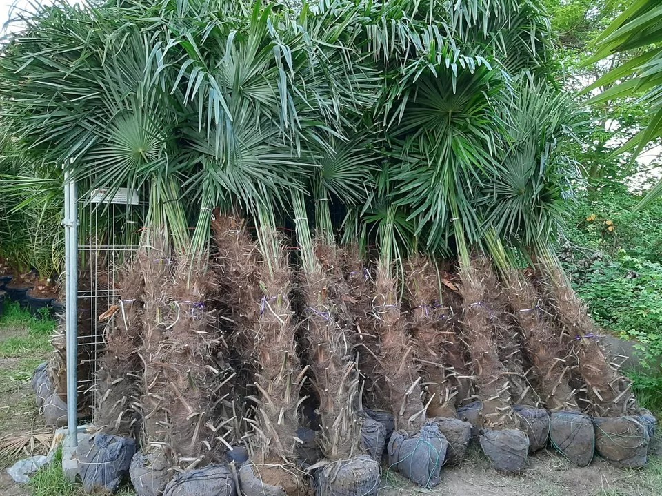 PALME TRACHYCARPUS FORTUNEI HÖHE 250CM WINTERHART -19 GRAD Top Angebot 9