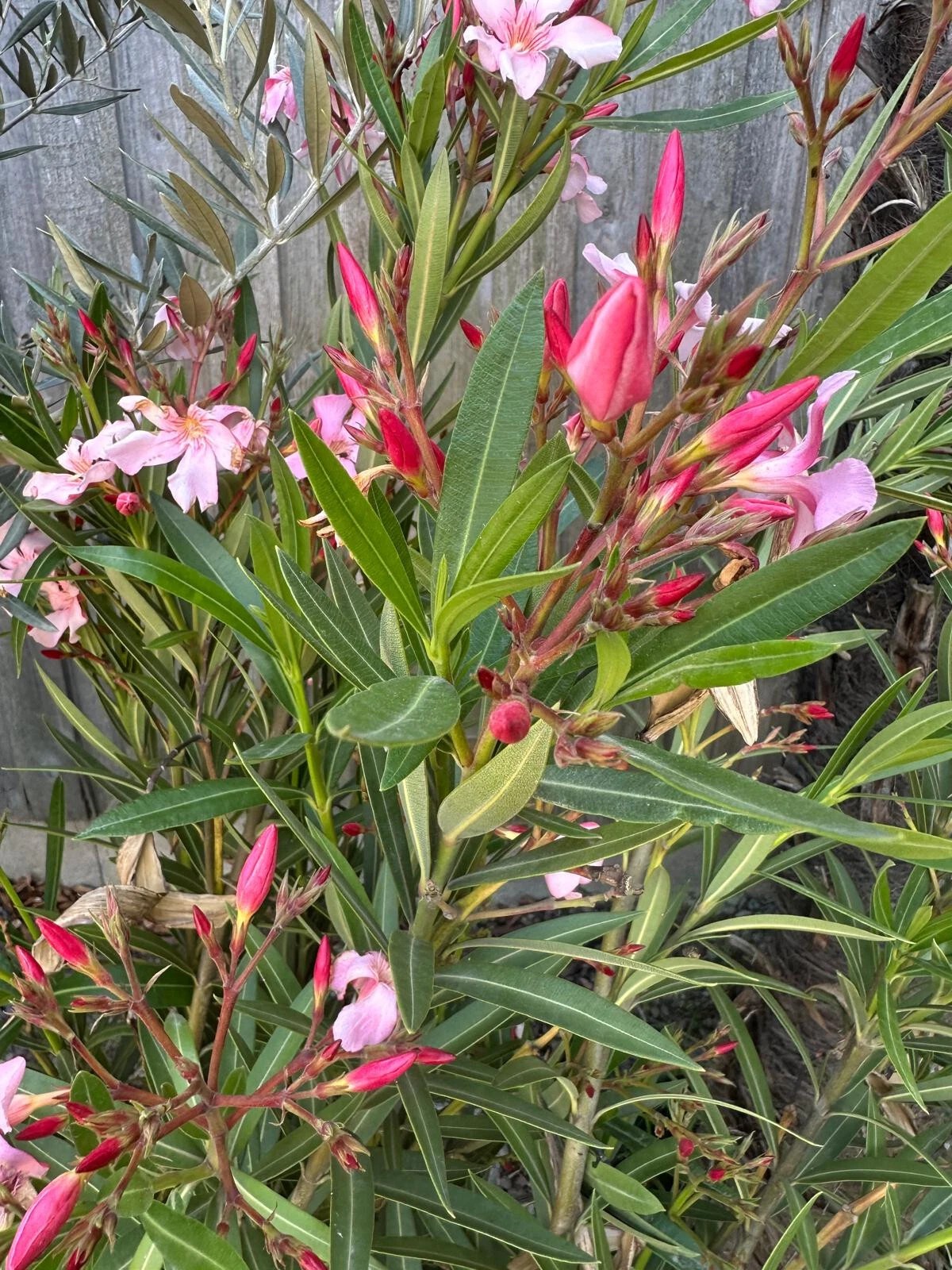 XXXL Nerium Oleander 180 cm Rot Sehr gute Qualität aus Spanien