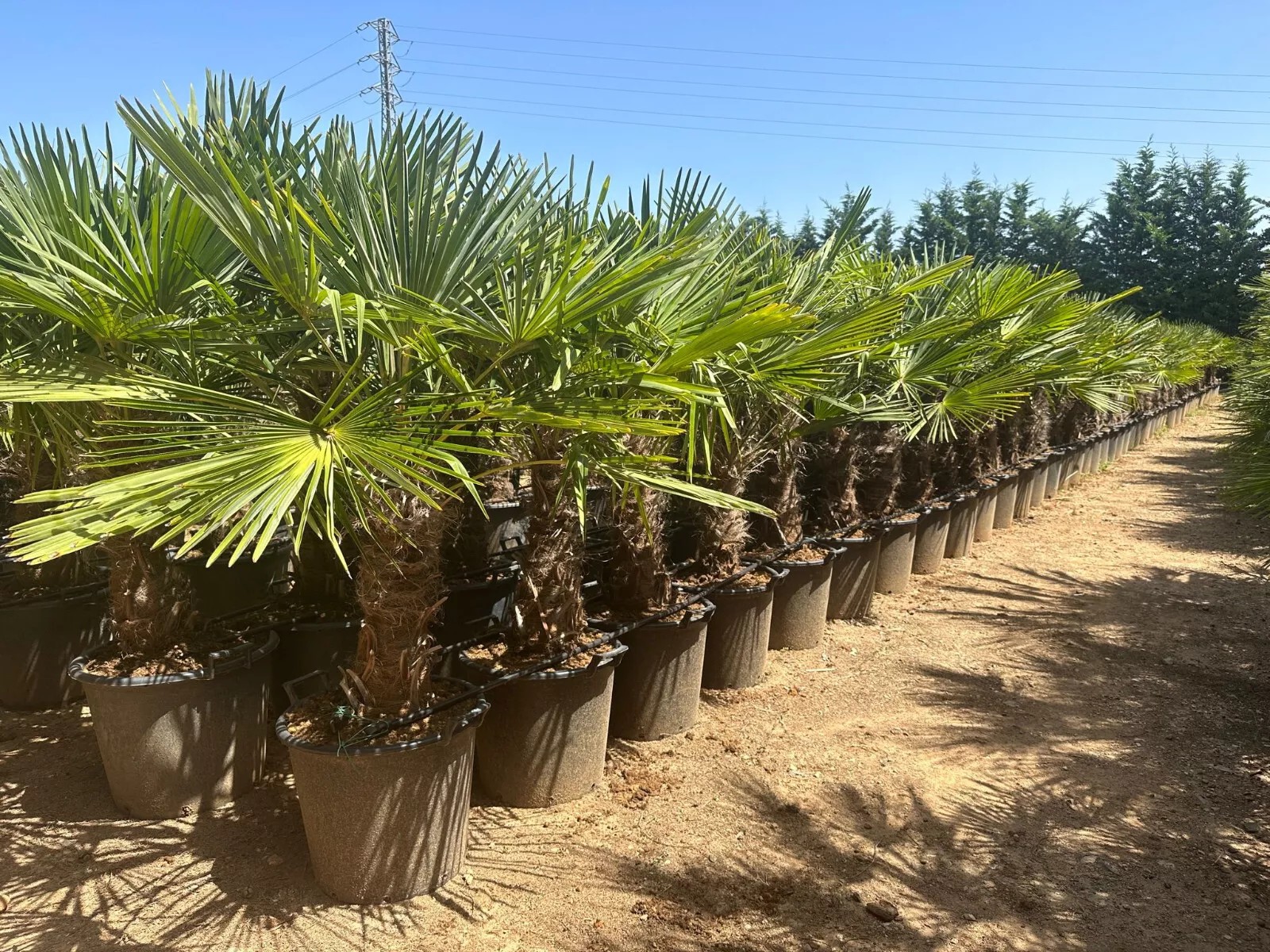 Palme Höhe 160CM Trachycarpus fortunei Winterhart-19 GRAD Top Premium Qualität 1