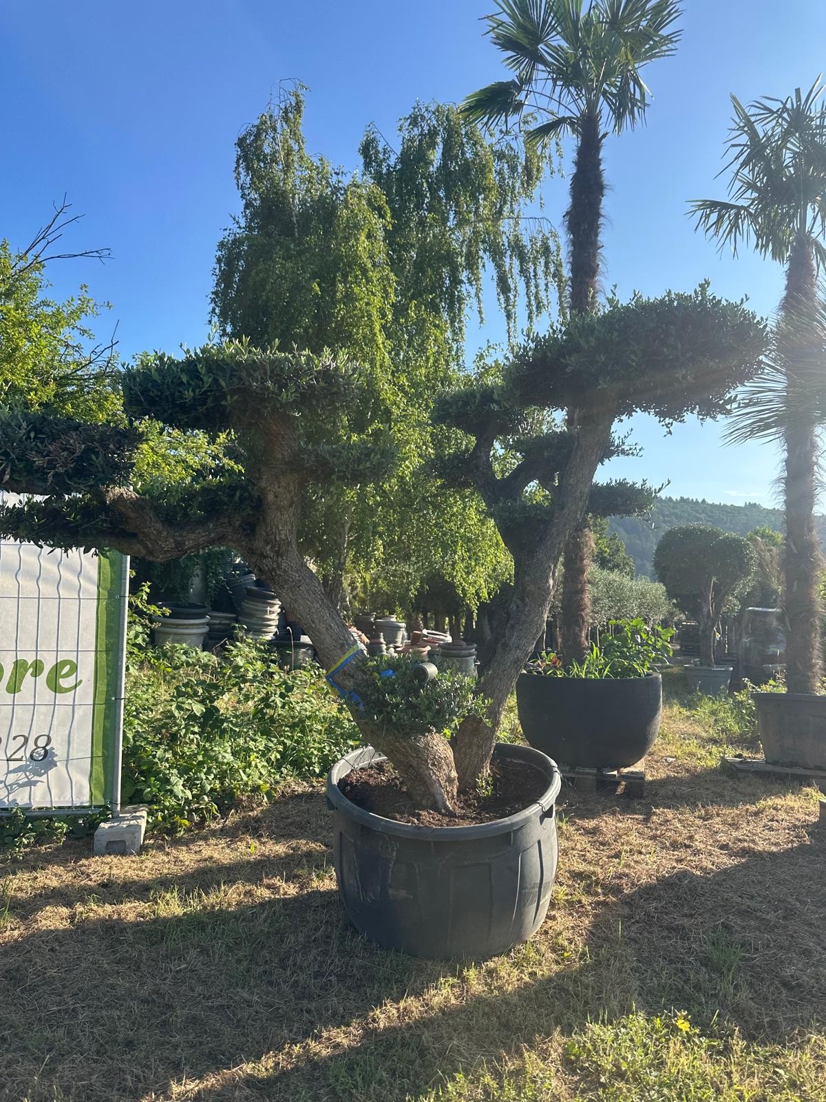 Olivenbaum Bonsai „PON PON“ – 250 Jahre mediterrane Ausstrahlung in meisterhafter Formschnittkunst