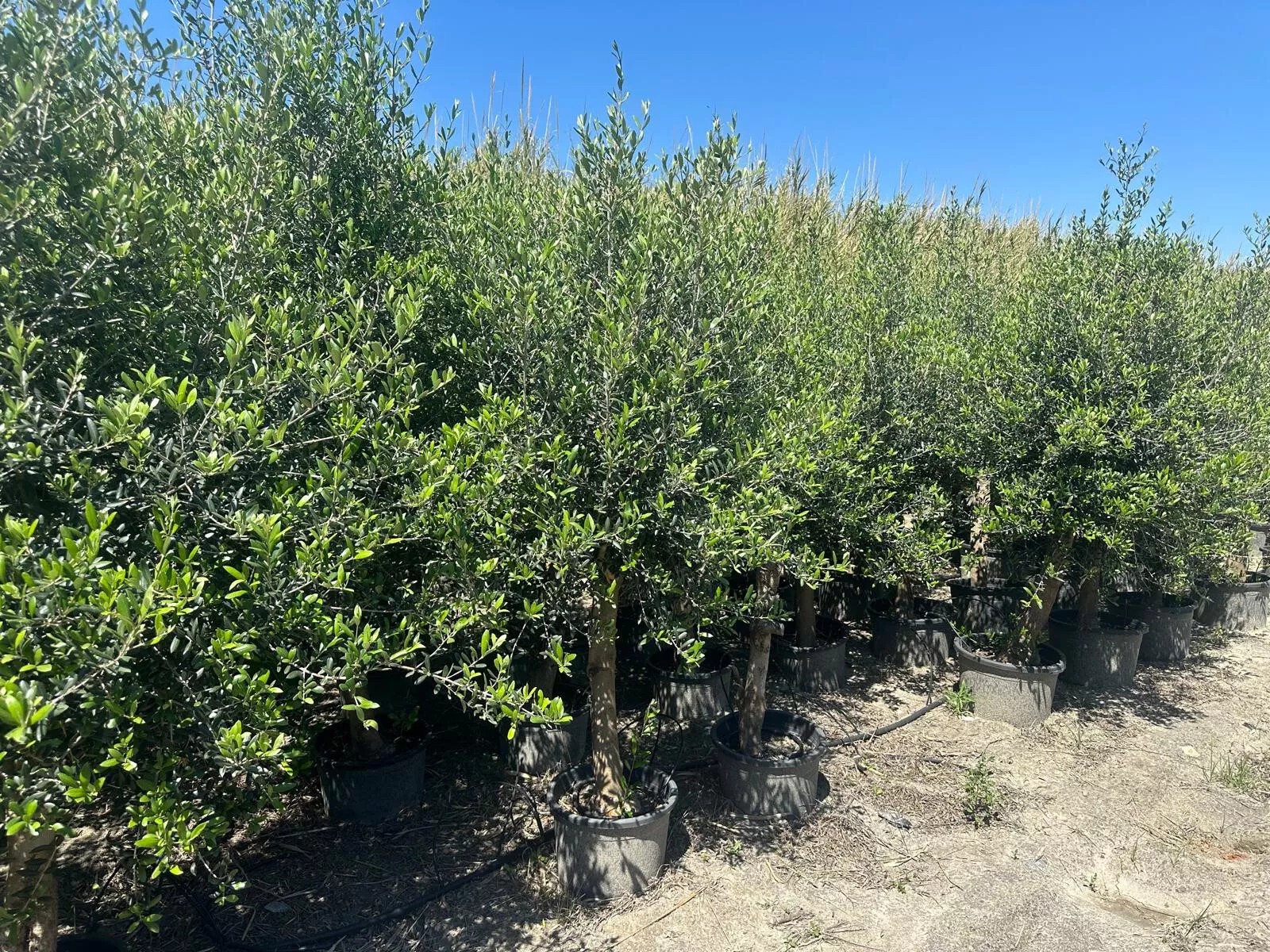 Olivenbaum ca. 40 Jahre Alt Winterhart bis -17 Höhe ca. 220cm Olea Europaea Wild