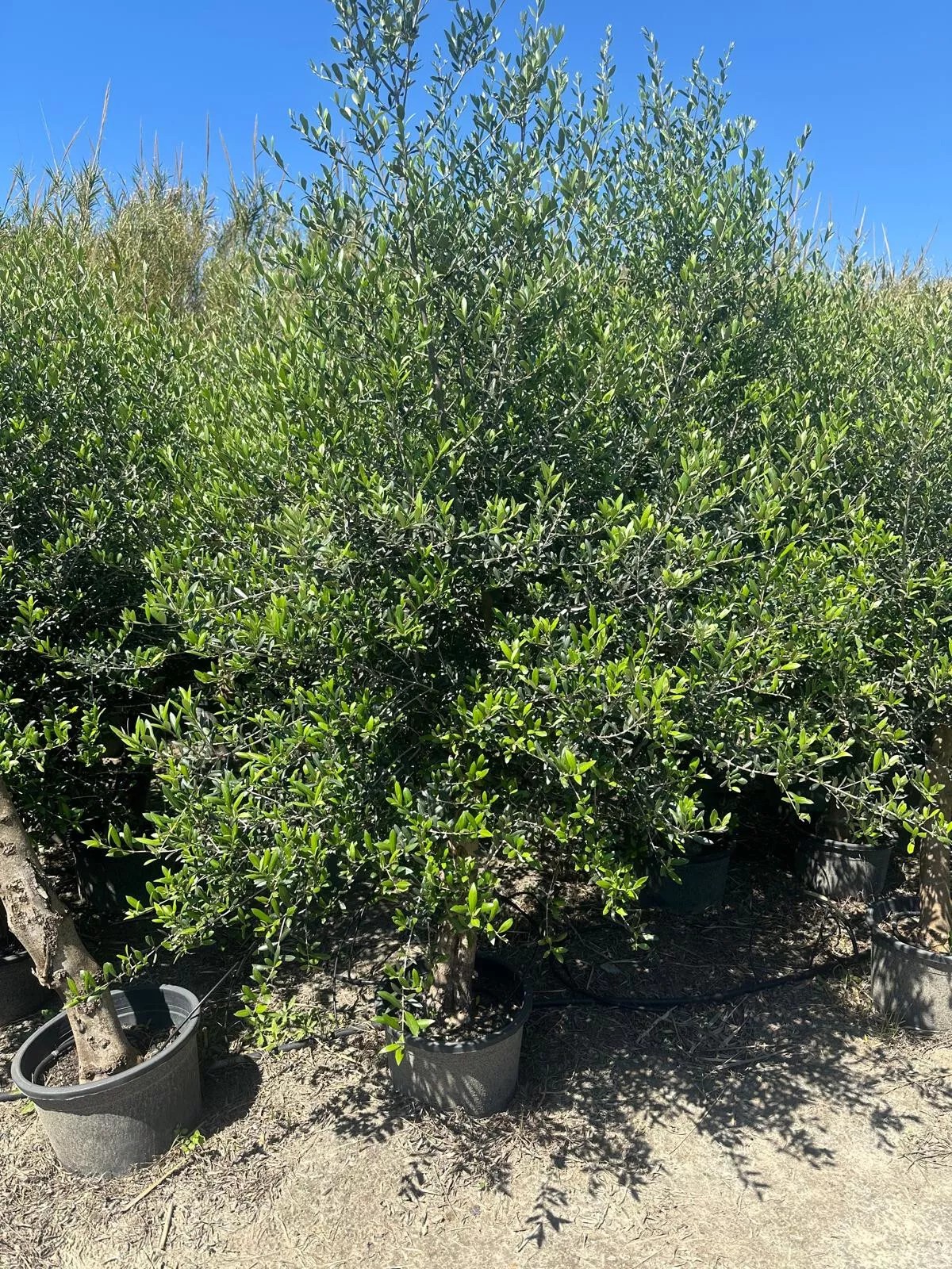 Olivenbaum ca. 40 Jahre ca. 220cm Höhe Alt Winterhart bis -17 Olea Europaea Wild