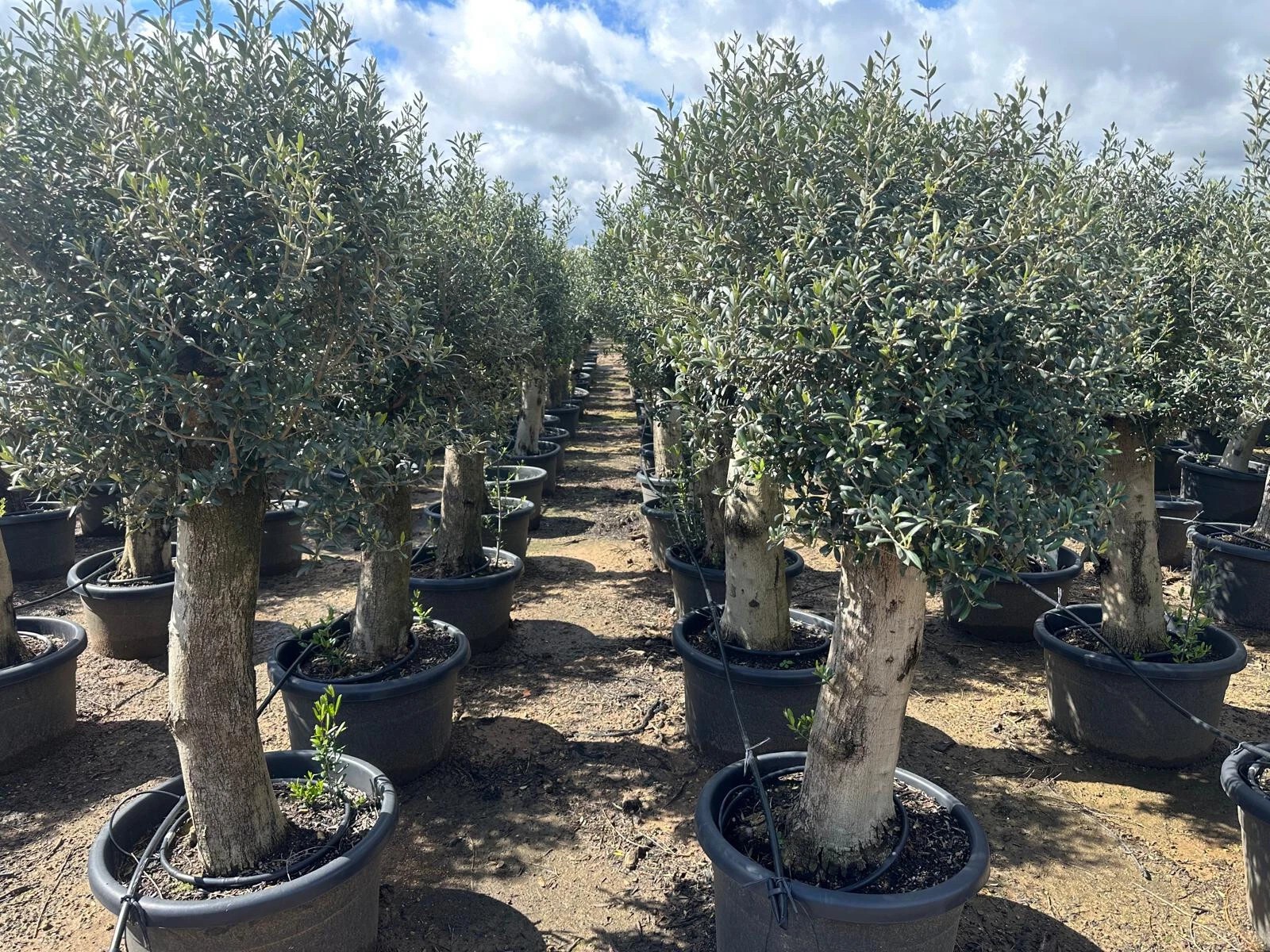 Olivenbaum Olea Europaea ca. 60 Jahre Alt extra Dicke Stämme 2 Meter Höhe