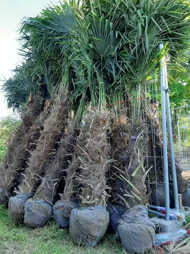 PALME TRACHYCARPUS FORTUNEI HÖHE 250CM WINTERHART -19 GRAD Top Angebot 9