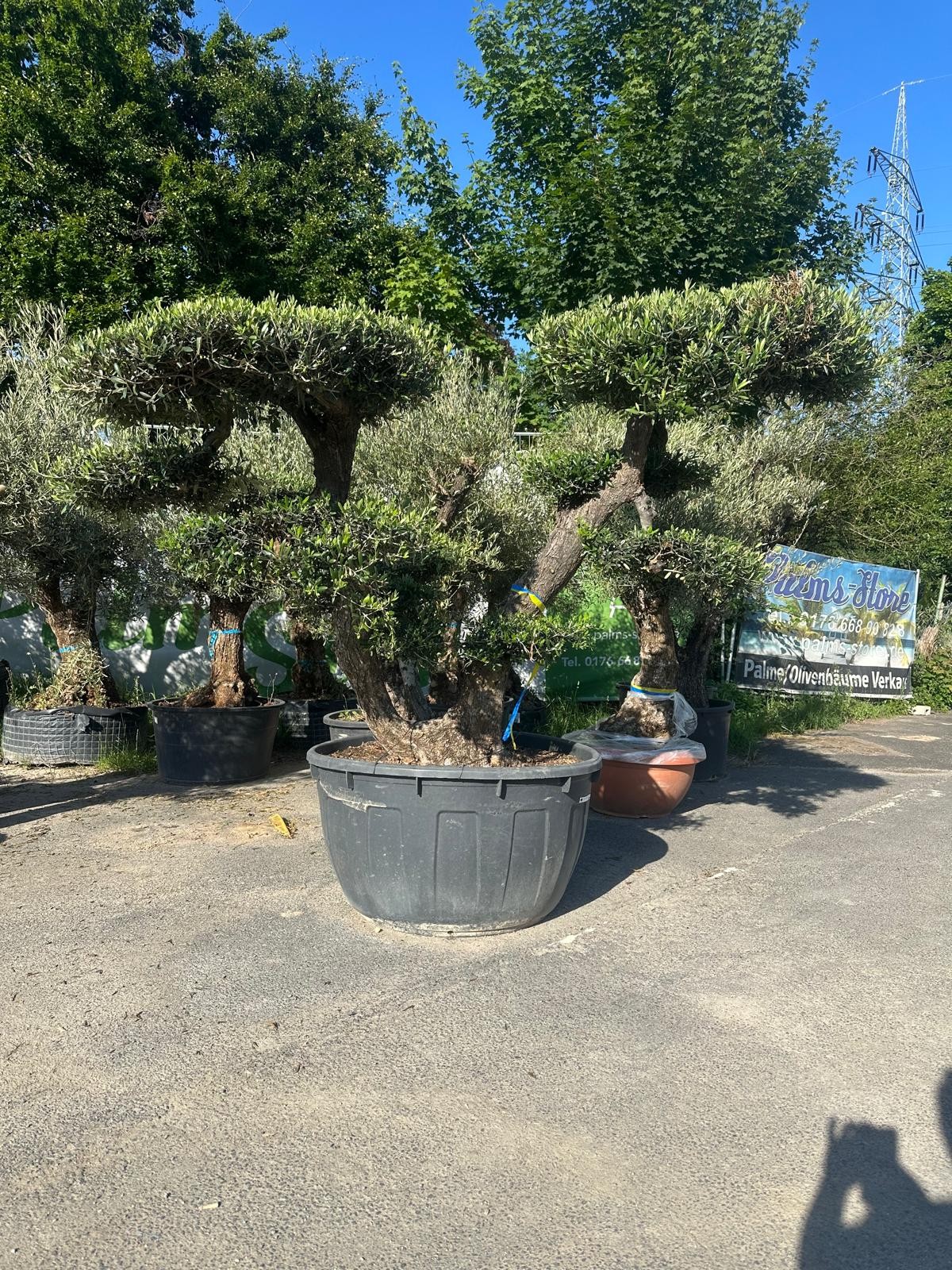 Olivenbaum Bonsai „PON PON“ – 250 Jahre mediterrane Ausstrahlung in meisterhafter Formschnittkunst