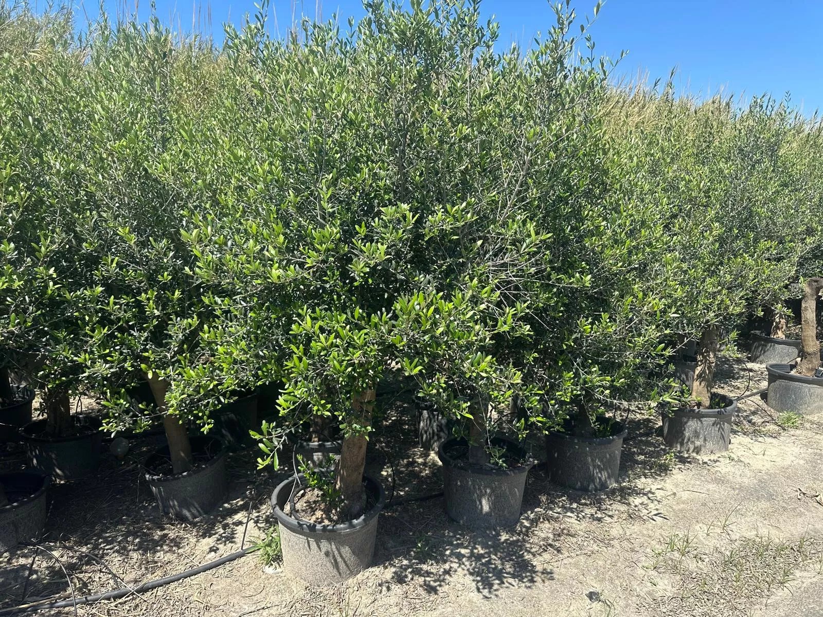 Olivenbaum ca. 40 Jahre ca. 220cm Höhe Alt Winterhart bis -17 Olea Europaea Wild