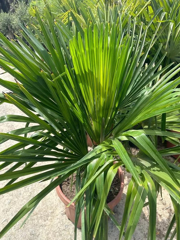 PALME TRACHYCARPUS FORTUNEI HÖHE 160CM WINTERHART -19 GRAD Doppelstämmig