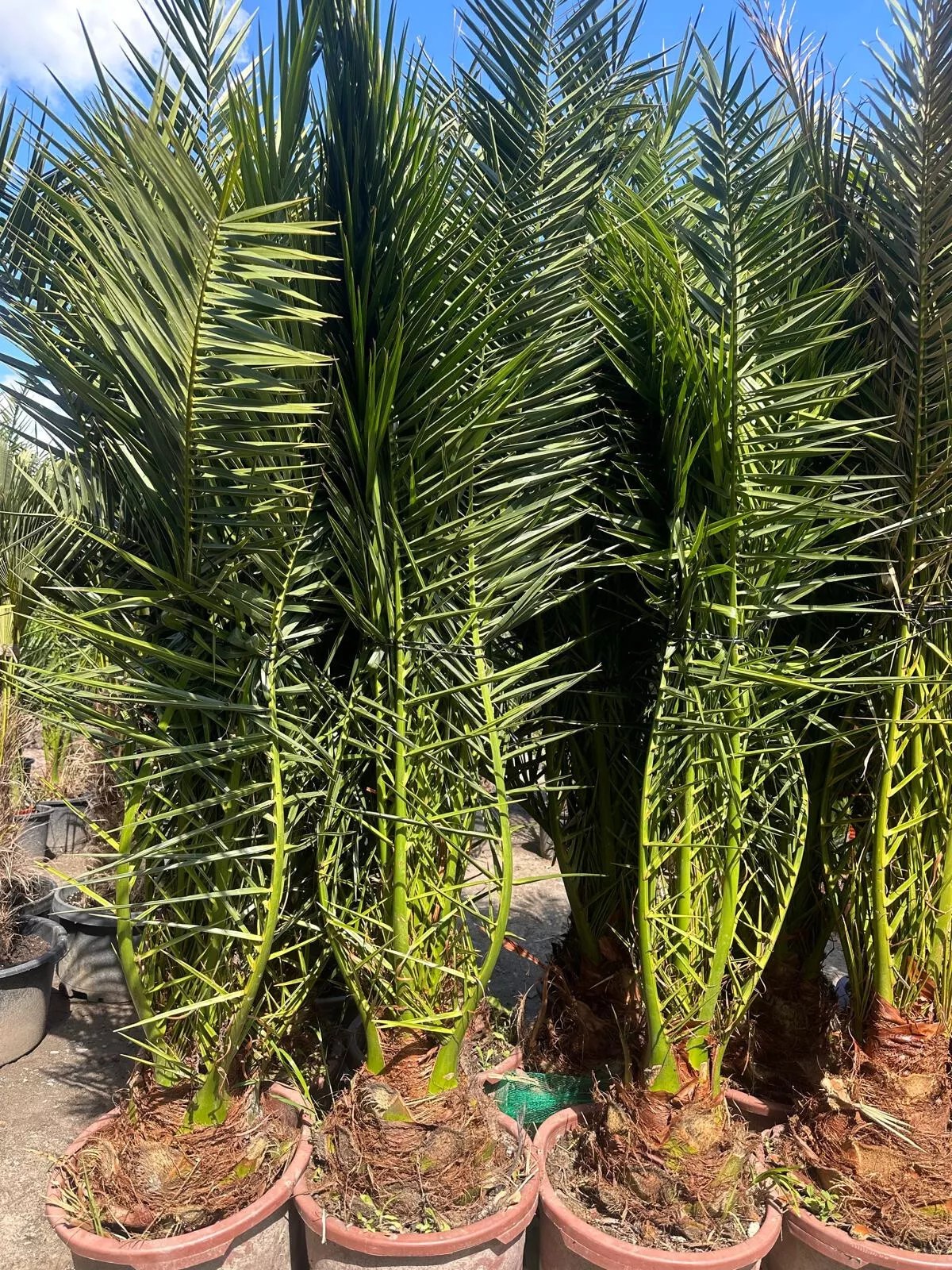 Phoenix Canariensis 300cm HÖHE Winterhart -12 Grad Spitzen Qualität