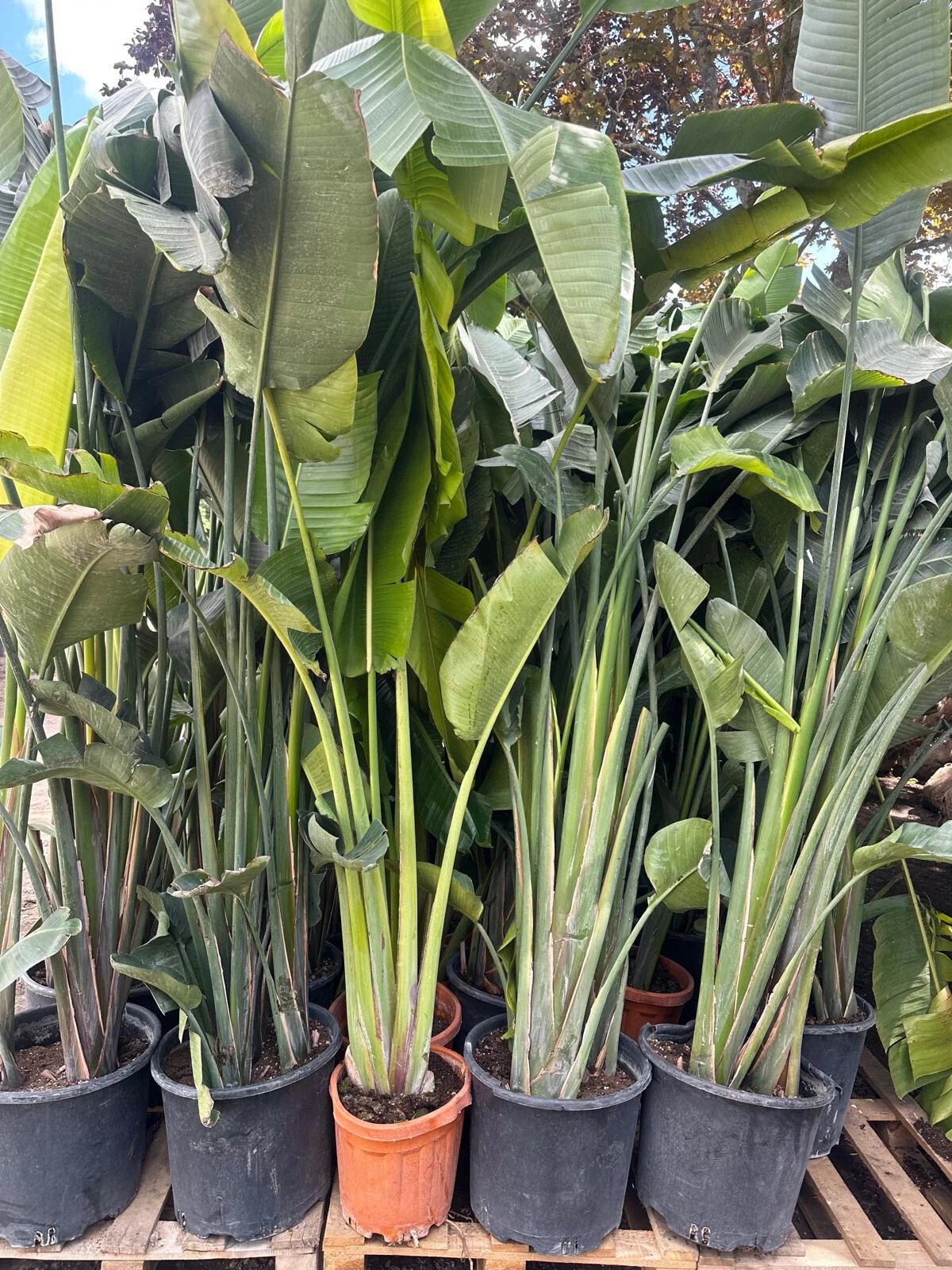 Strelitzia augusta nicolai Baumstrelitzie Paradiesvogelblume 300 cm 1A Qualität
