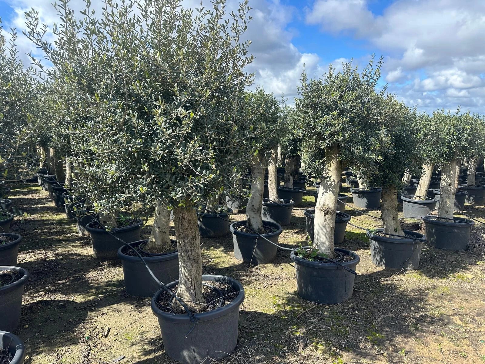 Olivenbaum Olea Europaea ca. 60 Jahre Alt extra Dicke Stämme 2 Meter Höhe