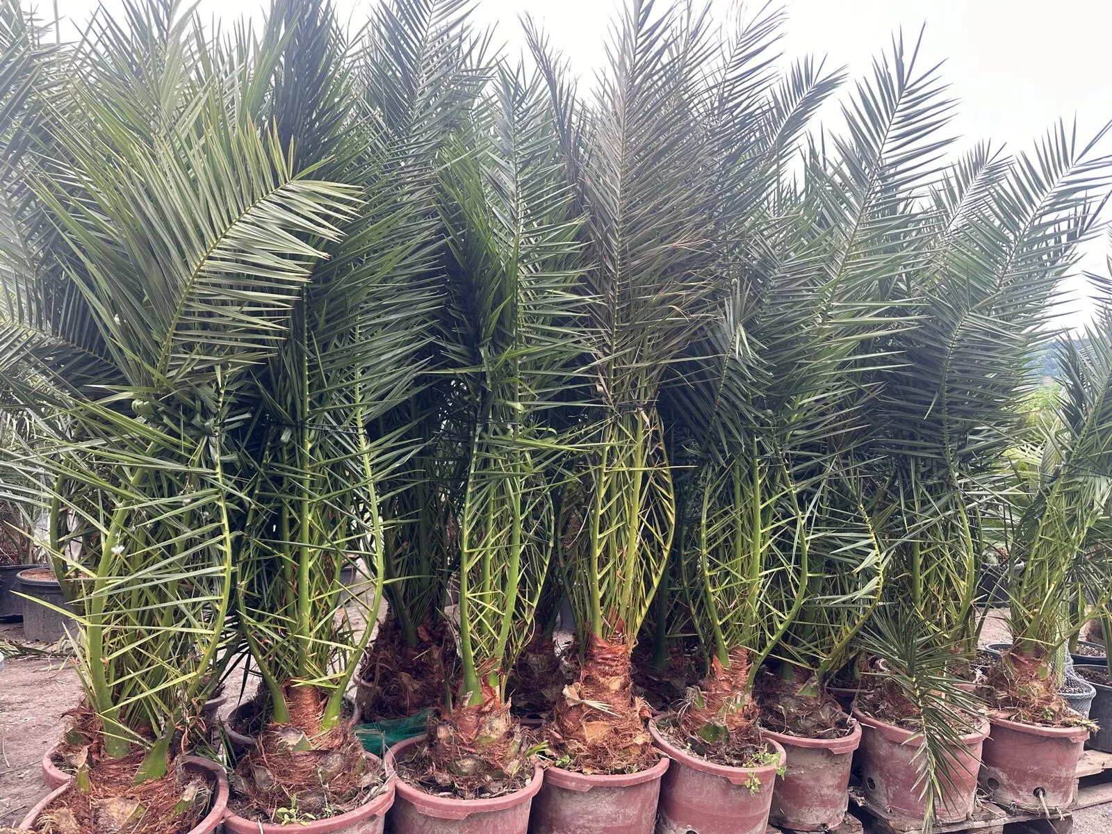 Phoenix Canariensis 300cm HÖHE Winterhart -12 Grad Spitzen Qualität