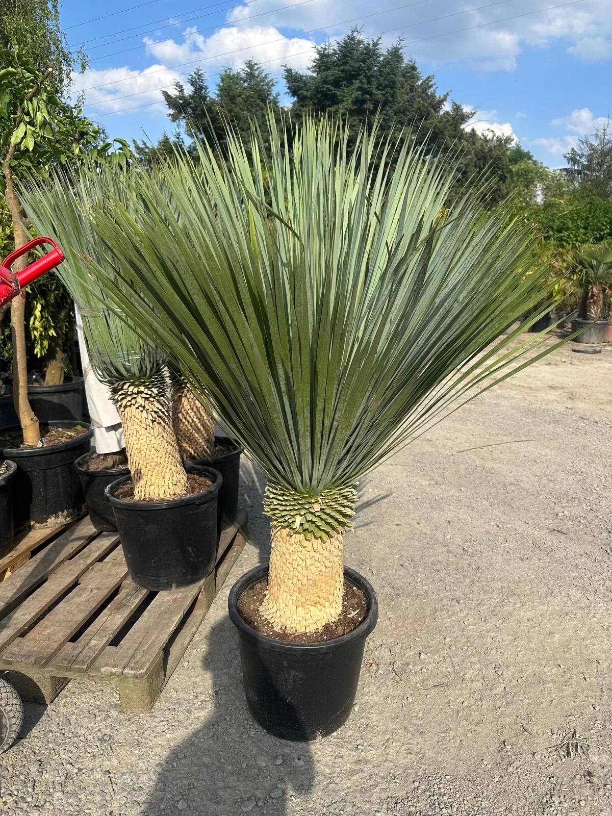 Yucca Rostrata ca.160cm Winterhart bis -19 Grad Premium Qualität blaue Palmlili