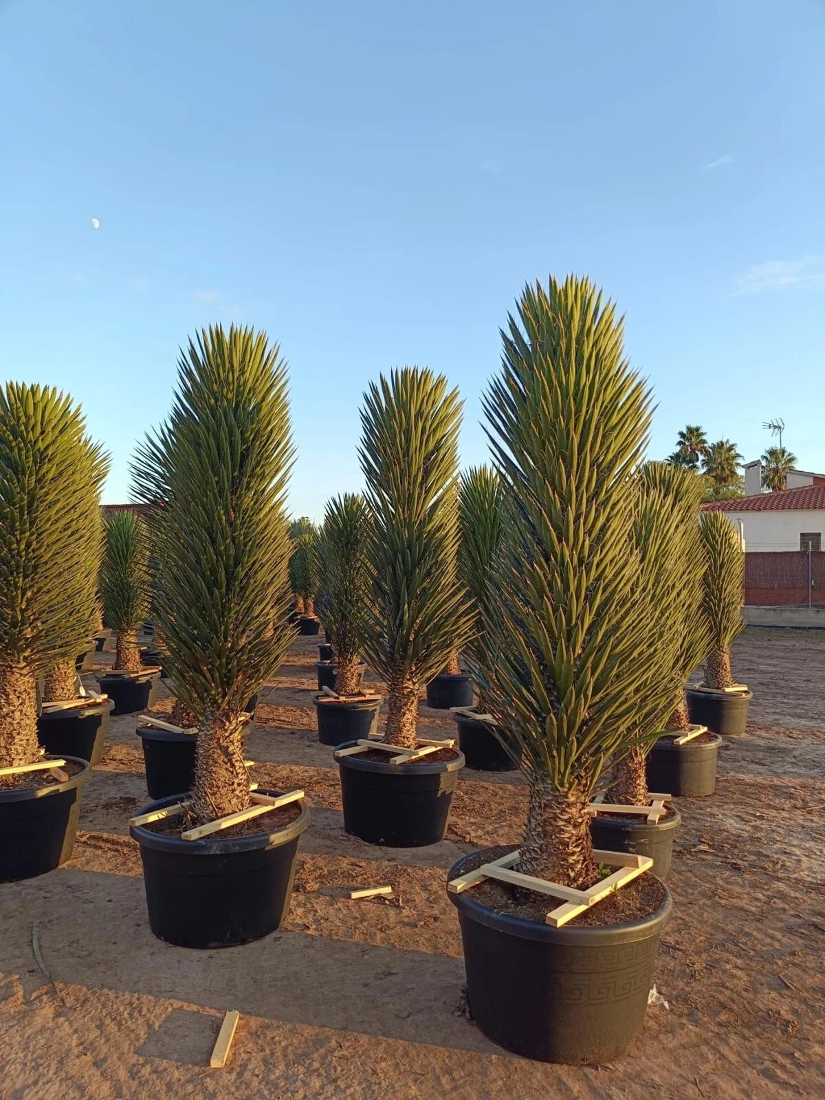 XXXL Yucca Palme Filifera 200 cm Stamm 50 - 60 cm Winterhart-13 Grad 1A Qualität