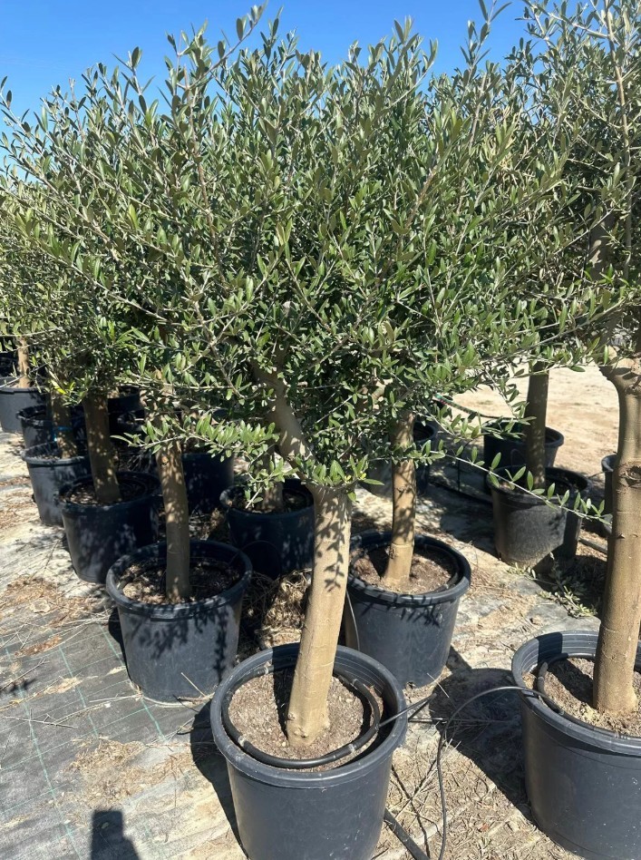 Olivenbaum ca. 30 Jahre Alt Winterhart bis -15 Höhe ca. 180cm Olea Europaea Wild