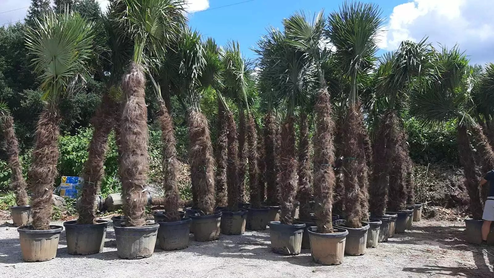PALME TRACHYCARPUS HÖHE 400CM FORTUNEI WINTERHART -19 GRAD Super Qualität