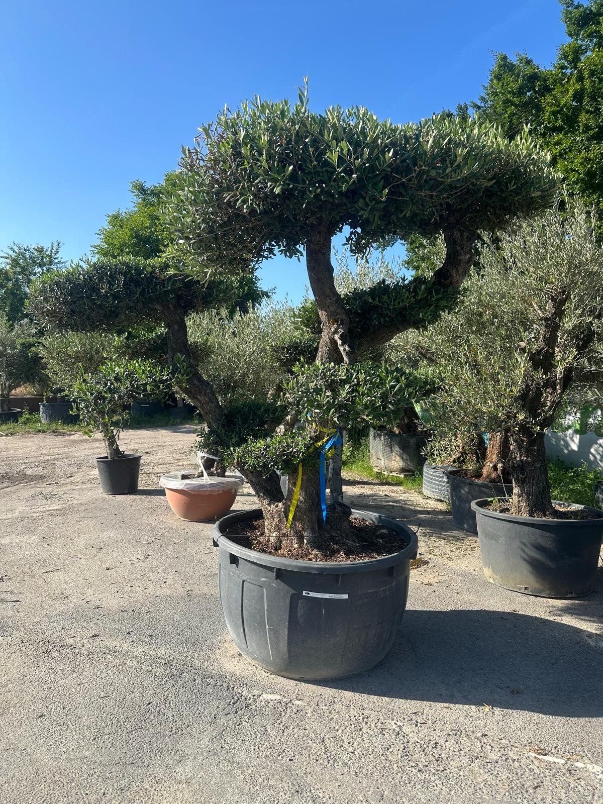 Olivenbaum Bonsai „PON PON“ – 250 Jahre mediterrane Ausstrahlung in meisterhafter Formschnittkunst