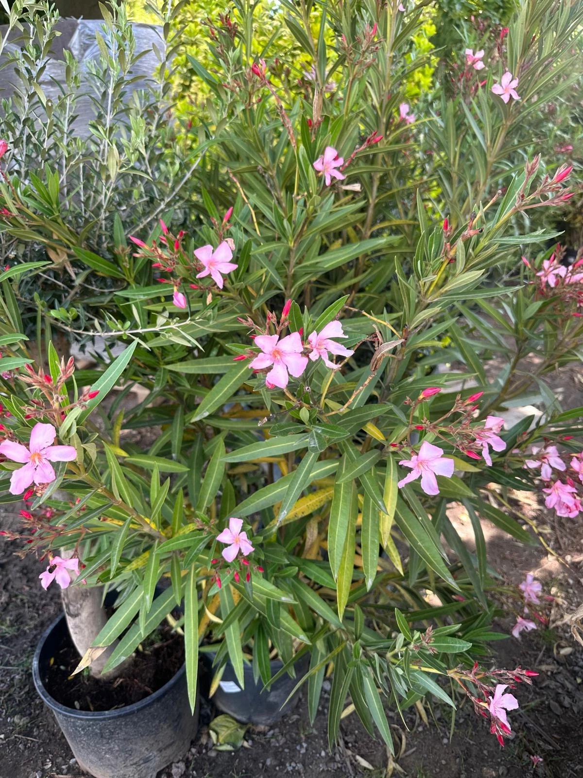 XXXL Nerium Oleander 180 cm Weiß Sehr gute Qualität aus Spanien