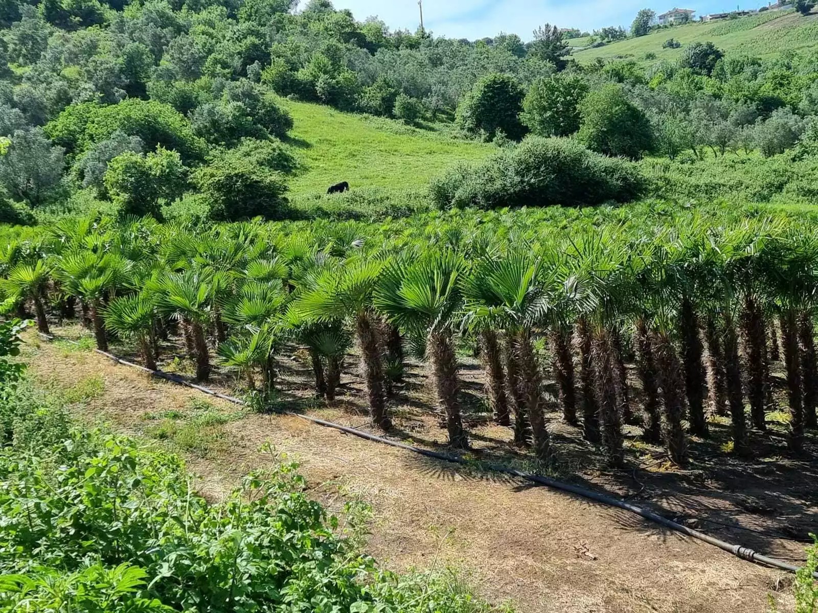 PALME TRACHYCARPUS FORTUNEI HÖHE 260CM WINTERHART -19 GRAD Top Angebot 1