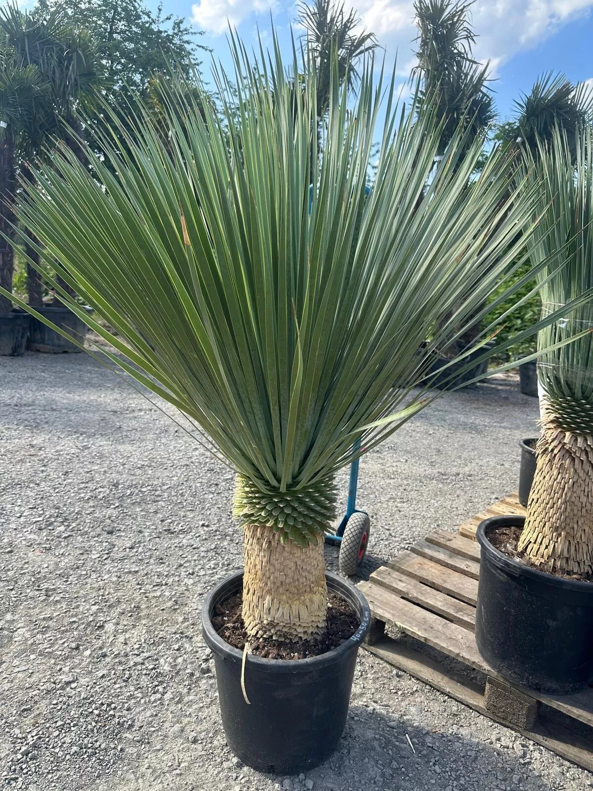Yucca Rostrata ca.160cm Winterhart bis -19 Grad Premium Qualität blaue Palmlili