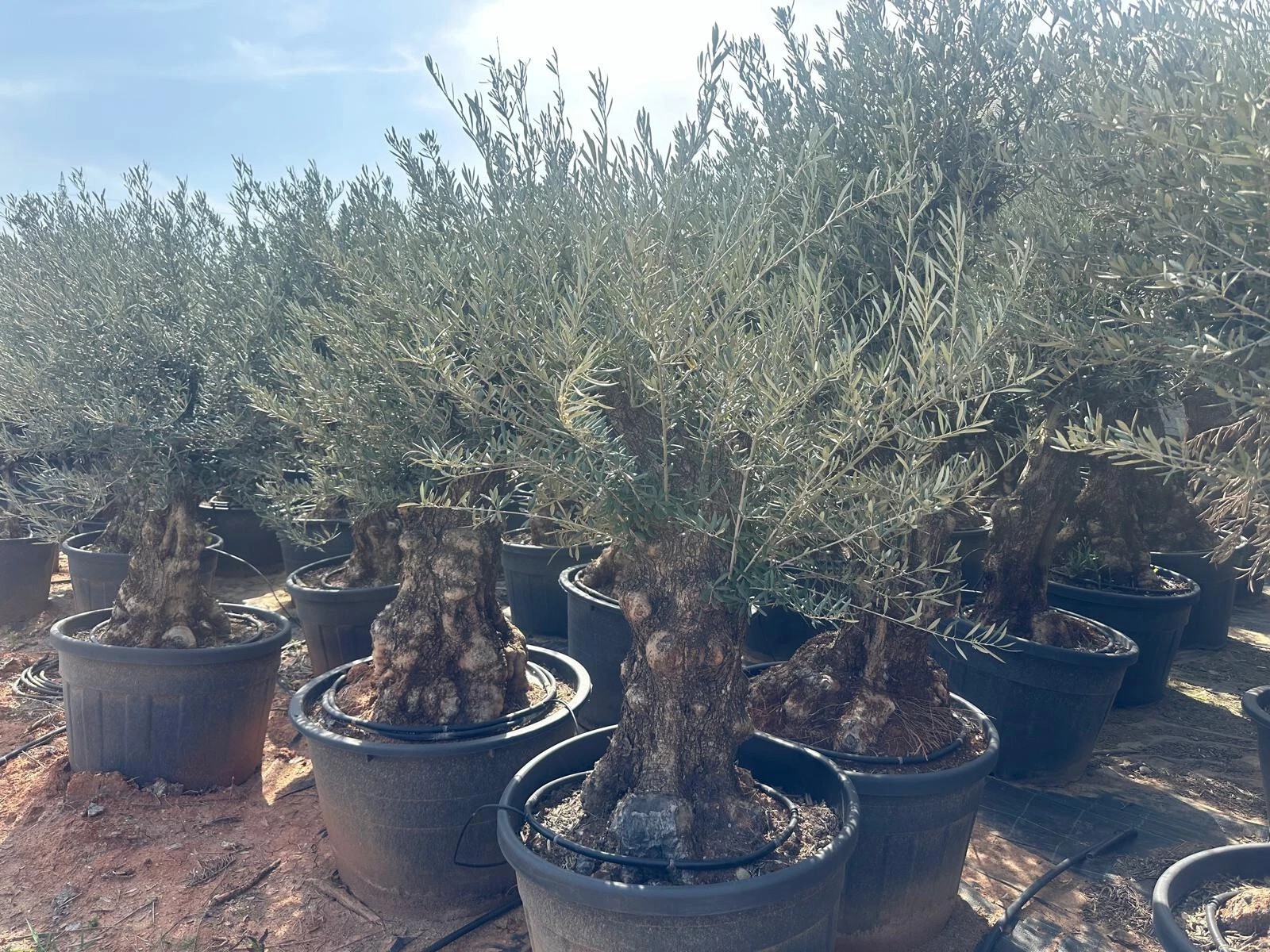 Olivenbaum XXL 80 Jahre Alter schöner knorriger Stamm Olea Europaea Must Have!