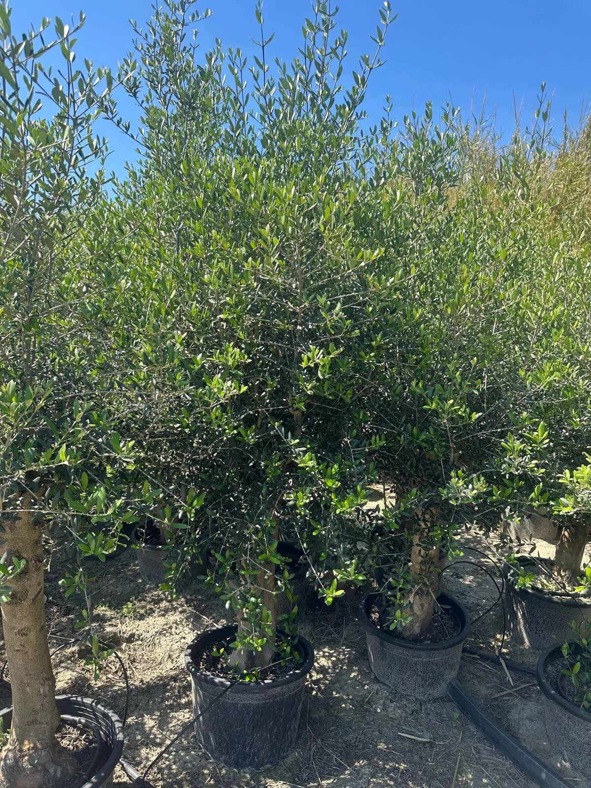 Olivenbaum ca. 40 Jahre ca. 220cm Höhe Alt Winterhart bis -17 Olea Europaea Wild