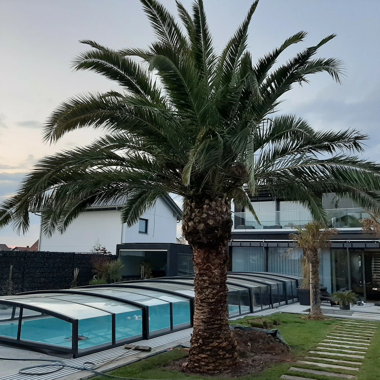 Palme Phoenix Canariensis HÖHE 8 Meter Winterhart -12 Grad Spitzen Qualität