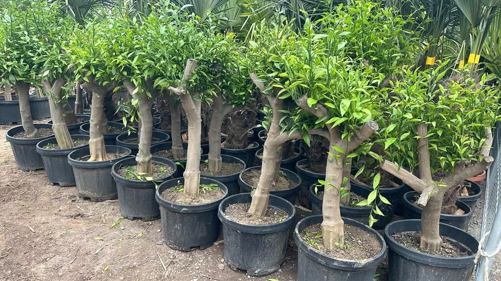 Zitronenbaum 30/40 Citrus Lemon H:180 cm sehr gute Qualität aus Griechenland