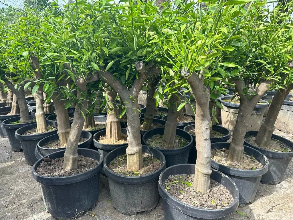 Zitronenbaum 30/40 Citrus Lemon H:180 cm sehr gute Qualität aus Griechenland