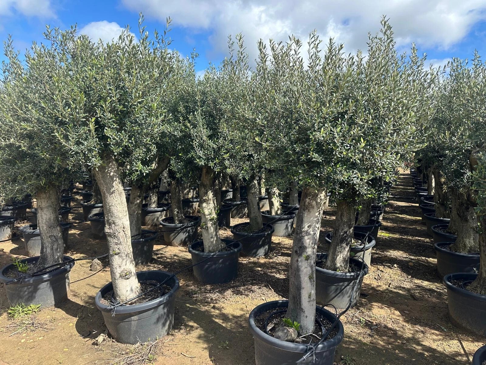 Olivenbaum Olea Europaea ca. 60 Jahre Alt extra Dicke Stämme 2 Meter Höhe