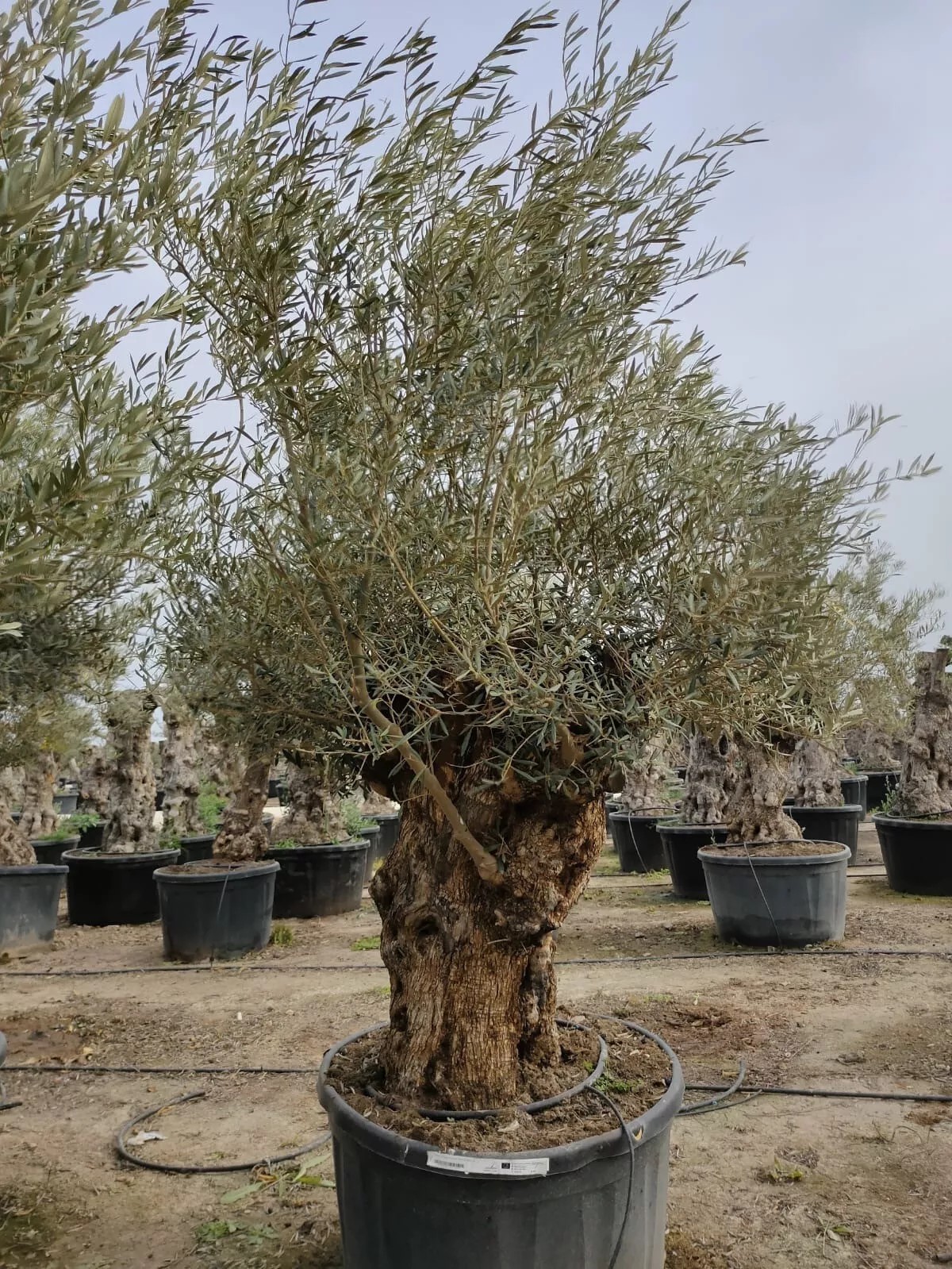 Olivenbaum XXL 150 Jahre Alter schöner knorriger Stamm Olea Europaea