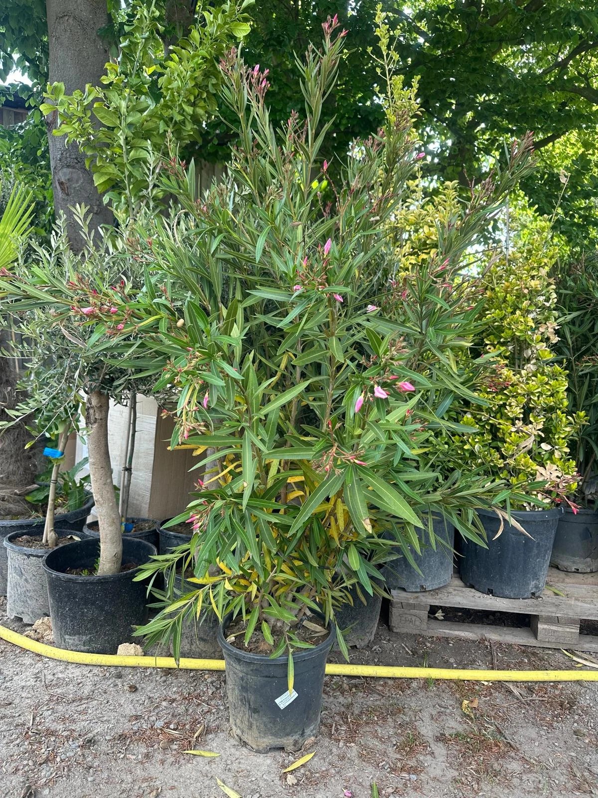 XXXL Nerium Oleander 180 cm Rot Sehr gute Qualität aus Spanien
