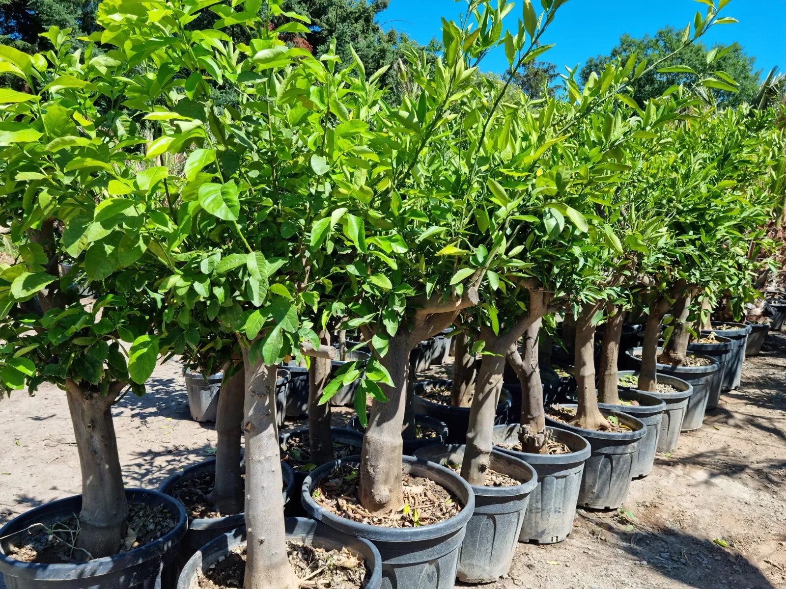 Zitronenbaum 30/40 Citrus Lemon H:180 cm sehr gute Qualität aus Griechenland
