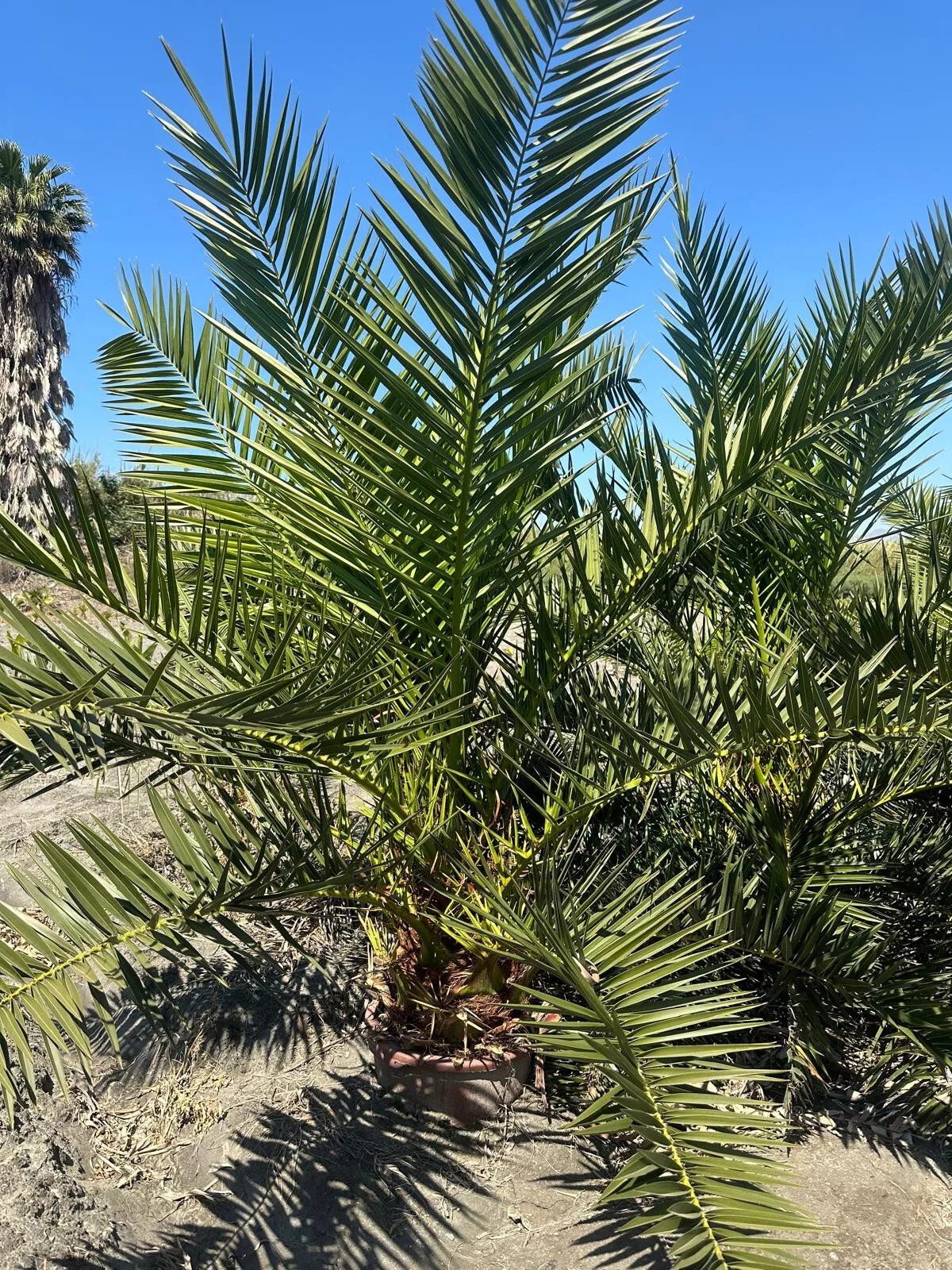 Phoenix Canariensis 300cm HÖHE Winterhart -12 Grad Spitzen Qualität