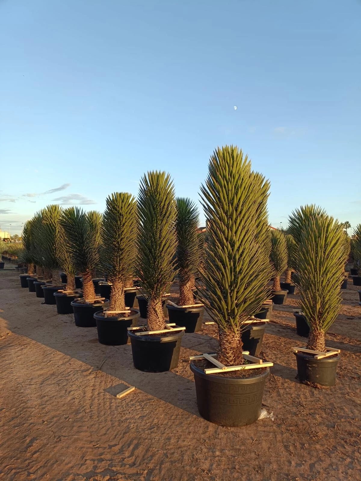 XXXL Yucca Palme Filifera 200 cm Stamm 50 - 60 cm Winterhart-13 Grad 1A Qualität