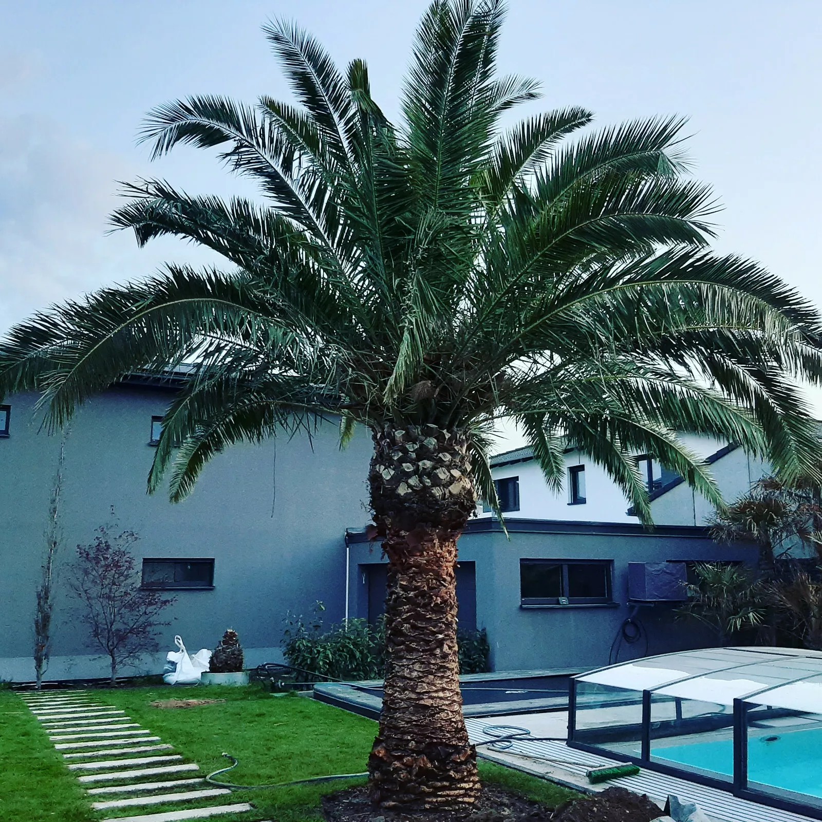 Palme Phoenix Canariensis HÖHE 8 Meter Winterhart -12 Grad Spitzen Qualität
