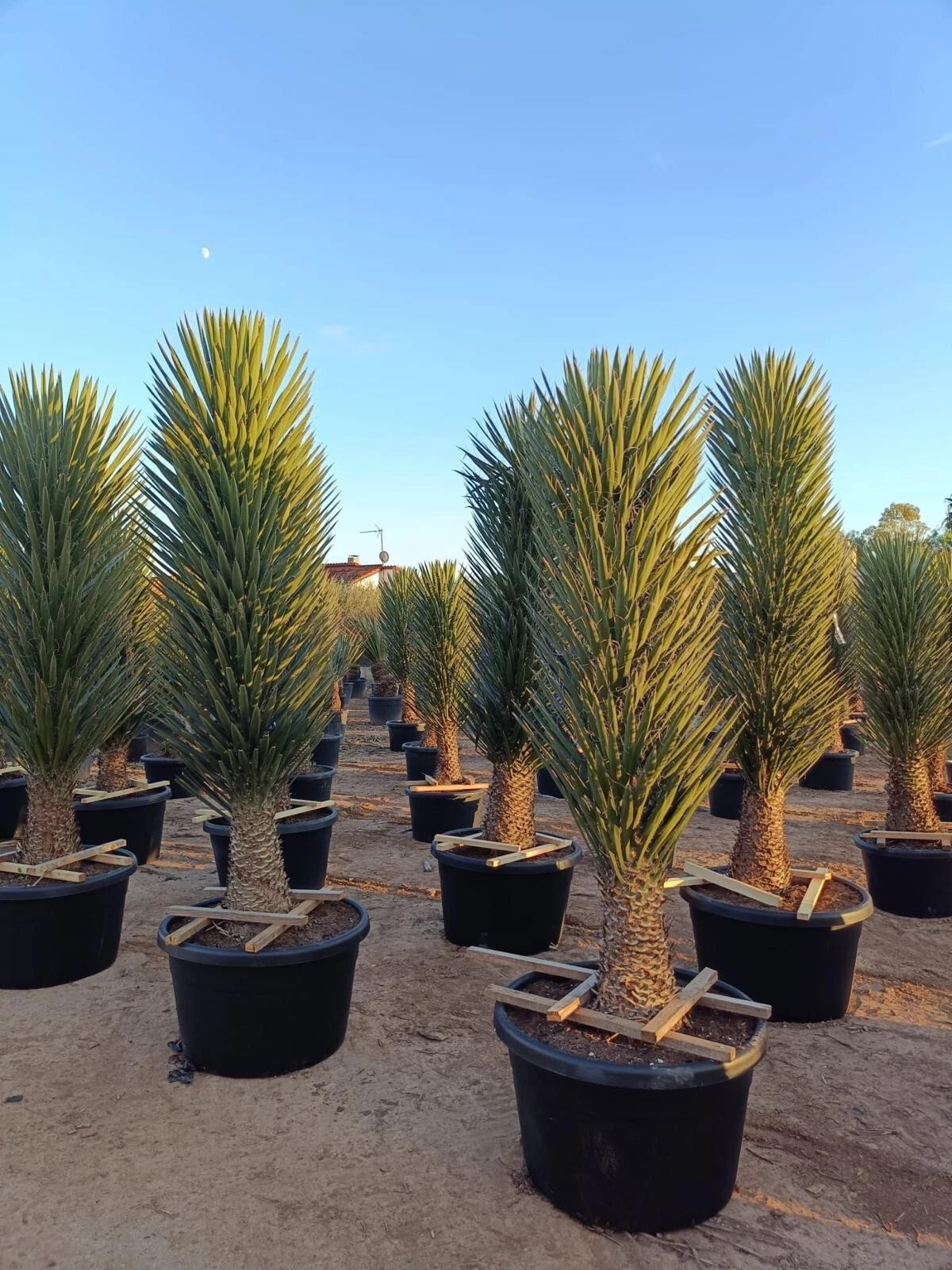 XXXL Yucca Palme Filifera 200 cm Stamm 50 - 60 cm Winterhart-13 Grad 1A Qualität