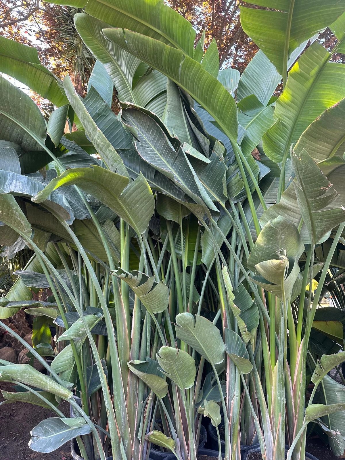 Strelitzia augusta nicolai Baumstrelitzie Paradiesvogelblume 300 cm 1A Qualität